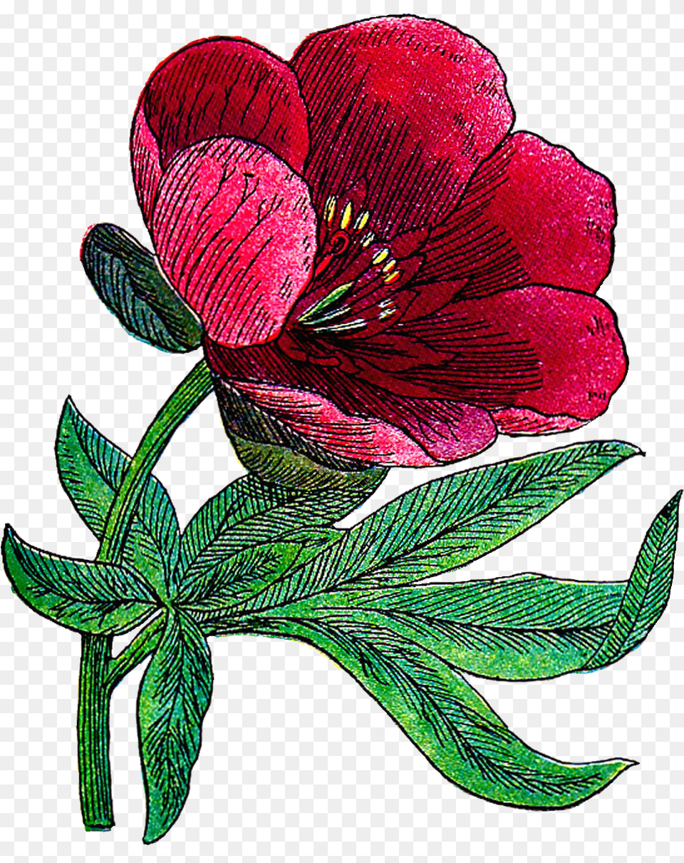 Peony Drawing Illustrated Flower Vintage Artclip, Petal, Plant, Leaf, Pattern Free Png