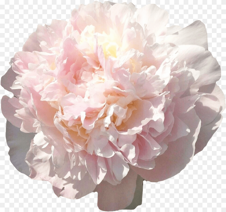 Peony Florence Nicholls Blush, Flower, Plant, Rose, Carnation Png Image