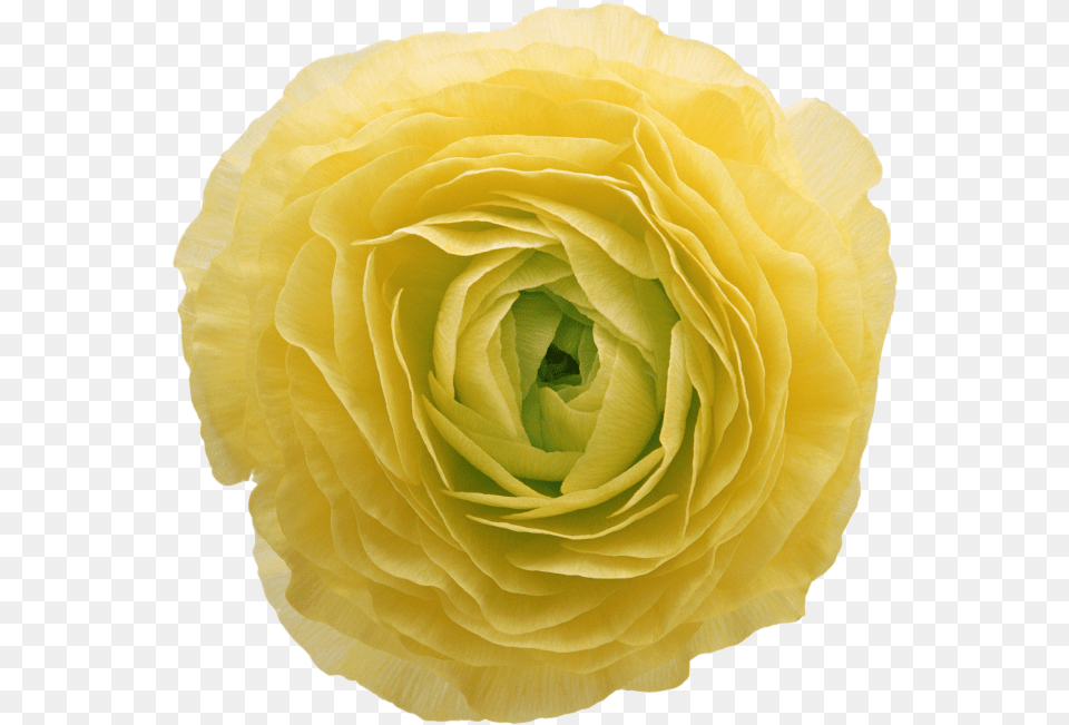 Peony Flower Buttercup, Petal, Plant, Rose Png Image