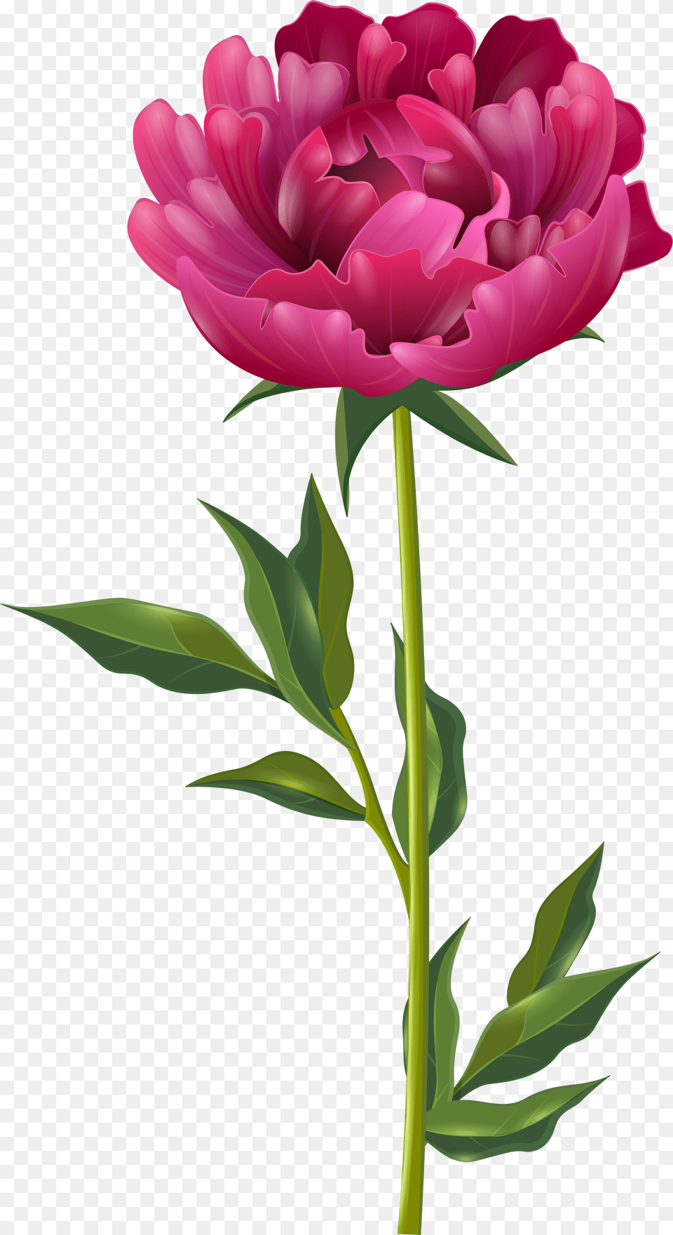 Peony Flower Clipart Free Png