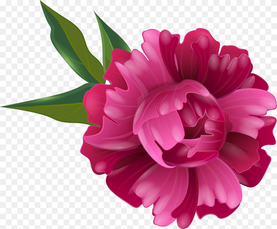 Peony Flower Clipart Peonies Free Png