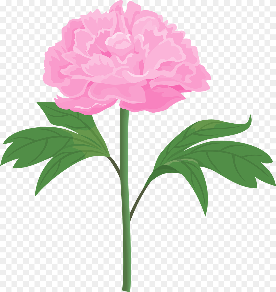 Peony Flower Clipart Pink Peonies Flowers Clipart, Carnation, Plant, Rose Free Png Download