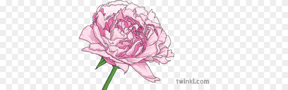 Peony Flower Plant Ks2 Illustration Twinkl Common Peony, Carnation, Rose Png