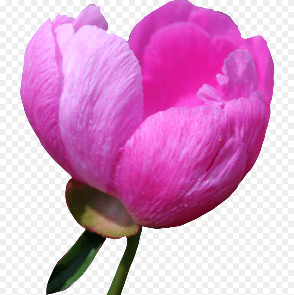 Peony For Designing Projects Wallpaper, Flower, Petal, Plant, Geranium Png Image
