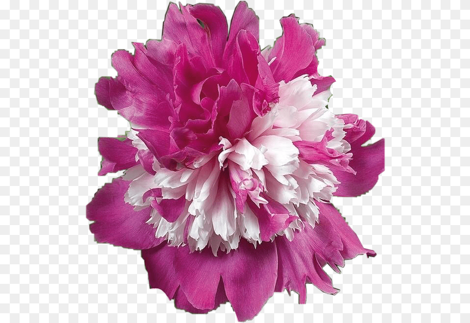 Peony Freetoedit Paeonia Celebrity, Dahlia, Flower, Plant, Carnation Free Transparent Png