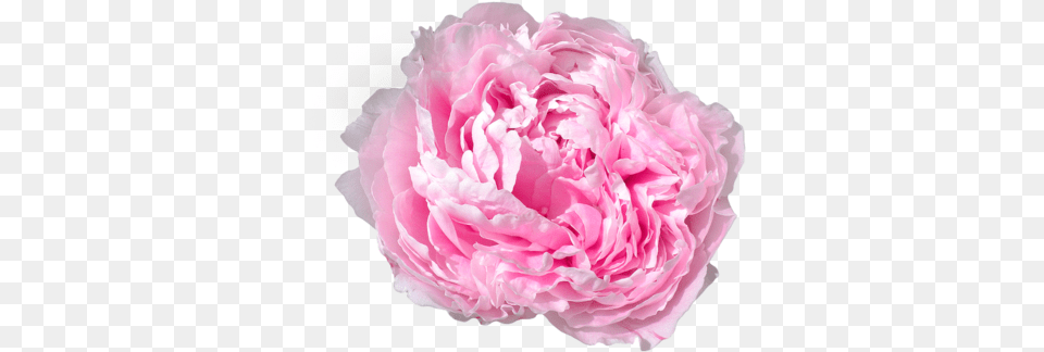 Peony Googleu200f On We Heart It Flower, Plant, Rose, Carnation, Geranium Free Transparent Png