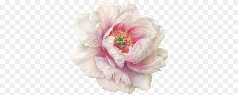 Peony Icon Single Peony Flower Transparent, Plant, Dahlia, Rose, Anther Png