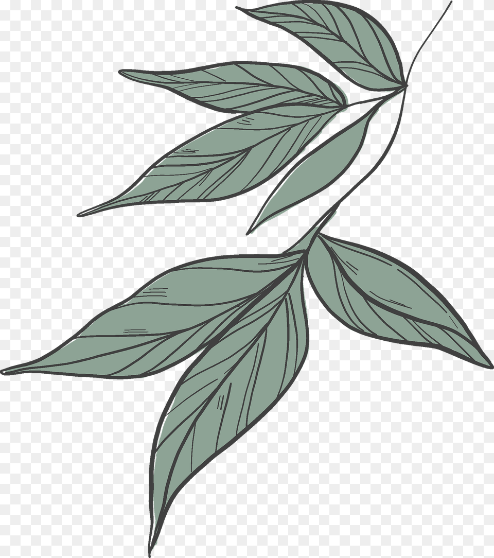 Peony Leaves Clipart, Leaf, Plant, Art, Drawing Free Transparent Png