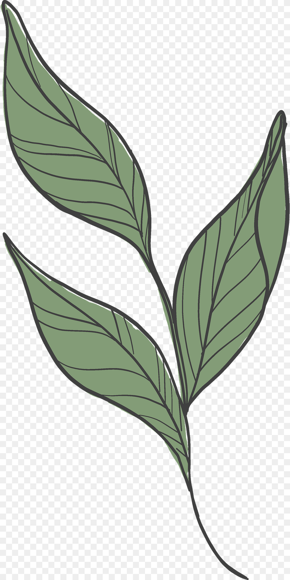 Peony Leaves Clipart, Leaf, Plant, Annonaceae, Grass Free Png