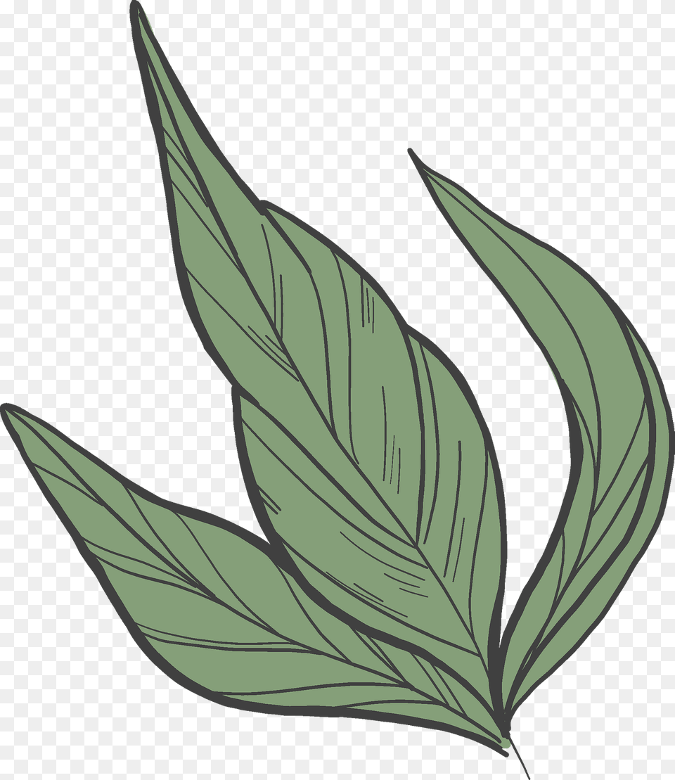Peony Leaves Clipart, Leaf, Plant, Grass, Herbal Png