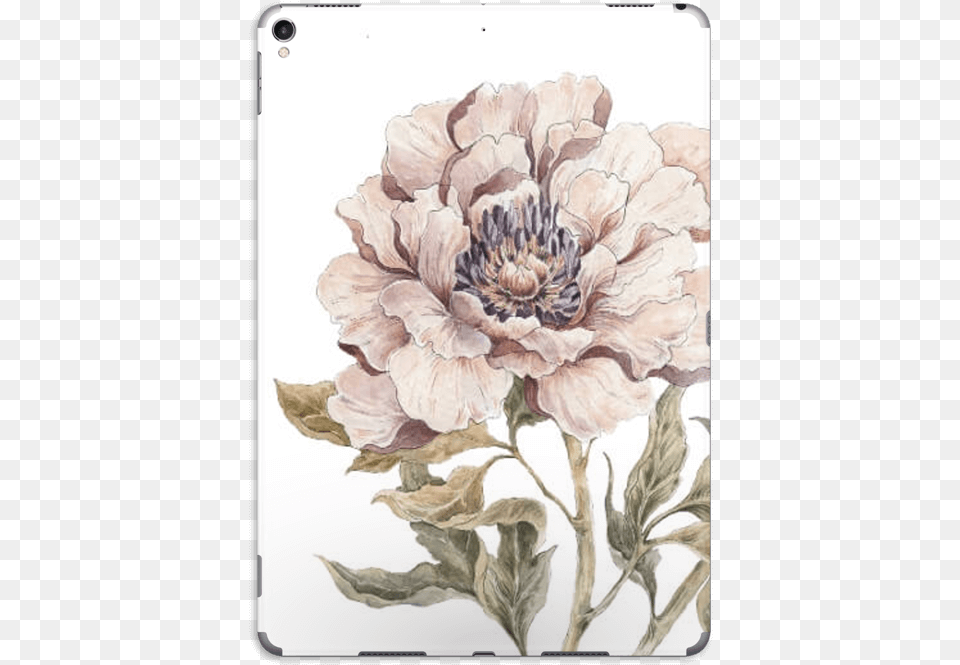 Peony Light Pink Skin Ipad Pro Chrysanths, Art, Painting, Dahlia, Flower Free Transparent Png