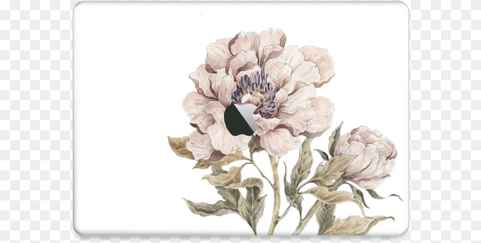 Peony Light Pink Skin Macbook Air 2018 Magnolia, Art, Painting, Flower, Plant Png