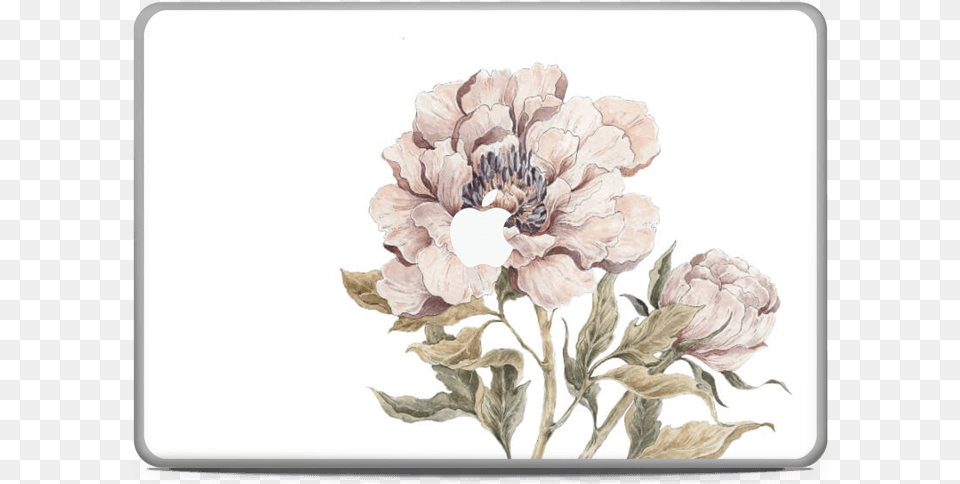Peony Light Pink Skin Macbook Pro 17 Common Peony, Art, Floral Design, Graphics, Painting Free Transparent Png