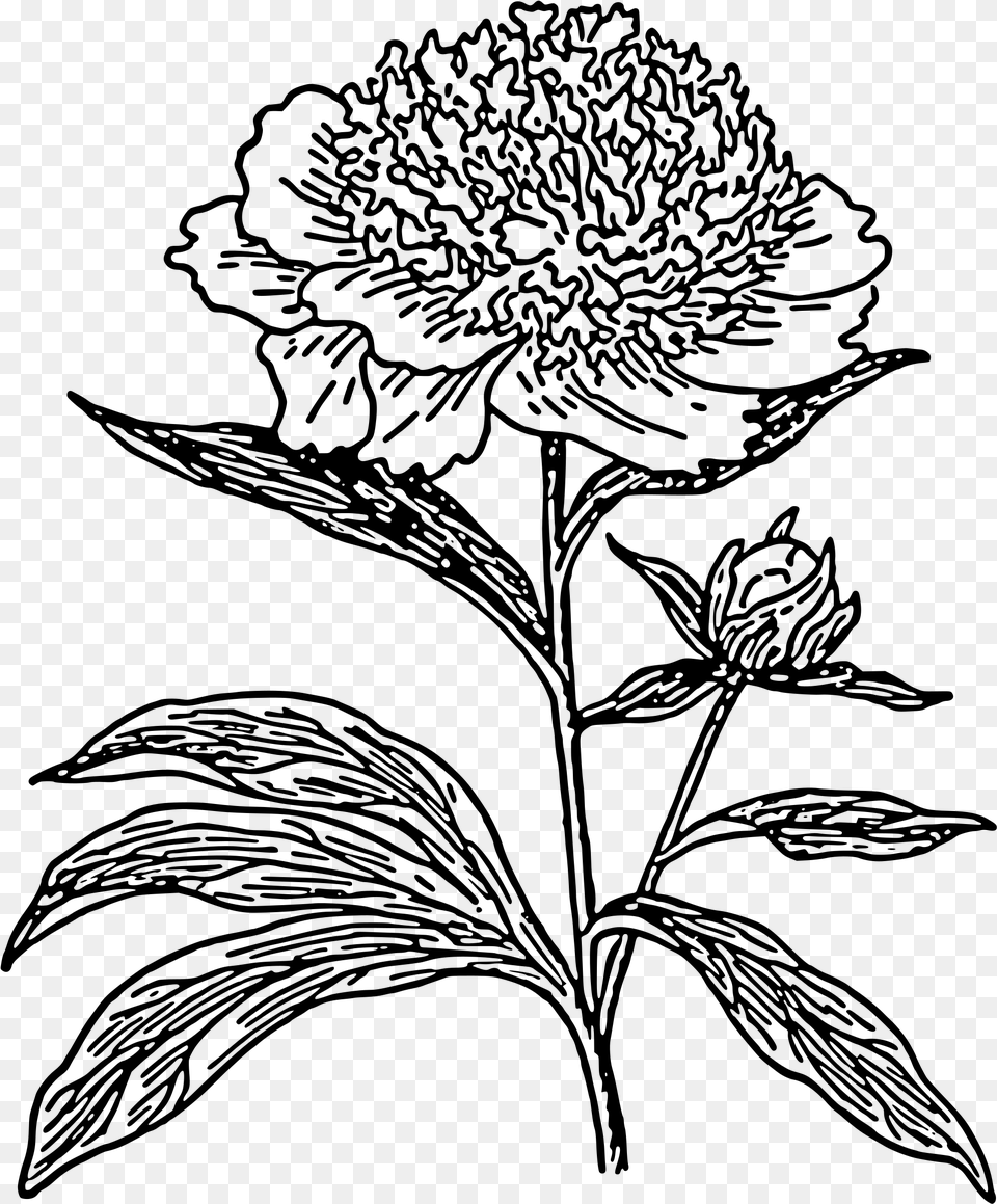 Peony Outline Black And White Peonies Clipart, Gray Free Png