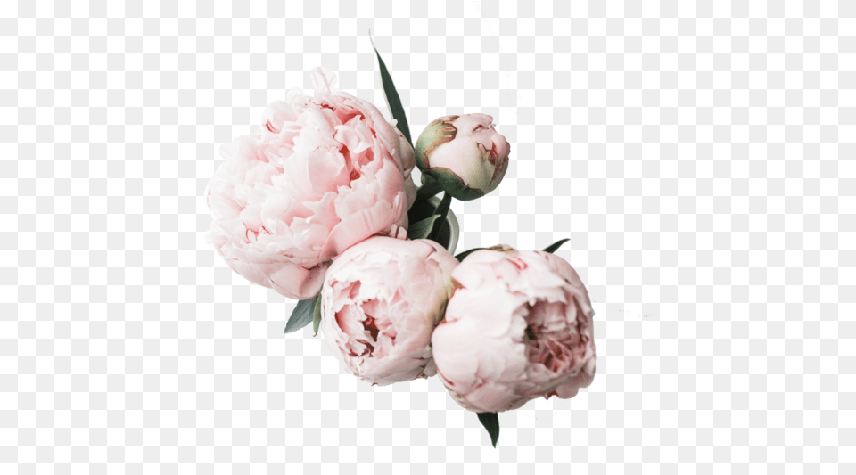 Peony Peony Desktop, Carnation, Flower, Plant, Rose Png Image