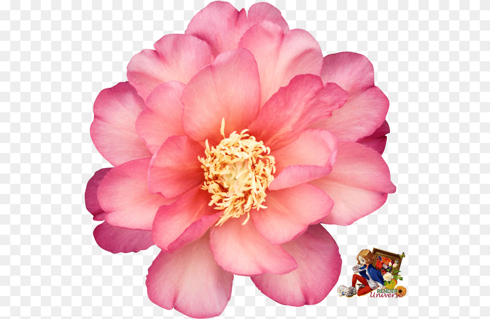 Peony Peony Julia Rose, Plant, Flower, Petal, Dahlia Free Transparent Png