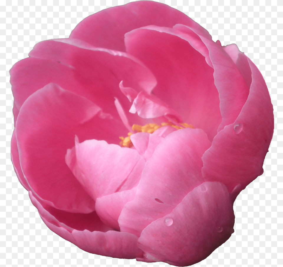 Peony Pic Peonies With Transparent Background, Flower, Petal, Plant, Rose Free Png Download