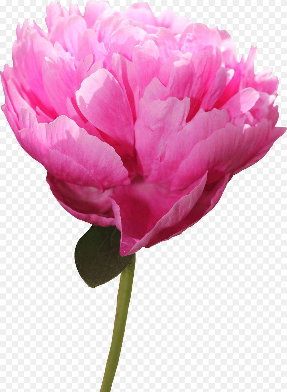 Peony Picture For Designing Purpose Peony, Flower, Plant, Rose, Carnation Free Png Download