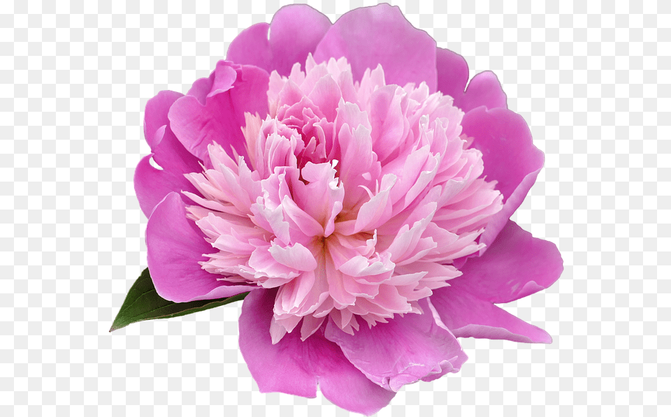 Peony Picture Hq Image Peony, Dahlia, Flower, Plant, Rose Free Png Download