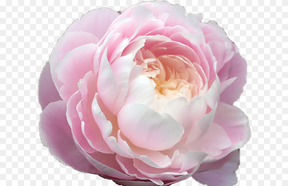 Peony Pink Tumblr Pastel Rose Pretty Aesthetic Transparent Flower, Plant, Dahlia, Petal, Carnation Png Image