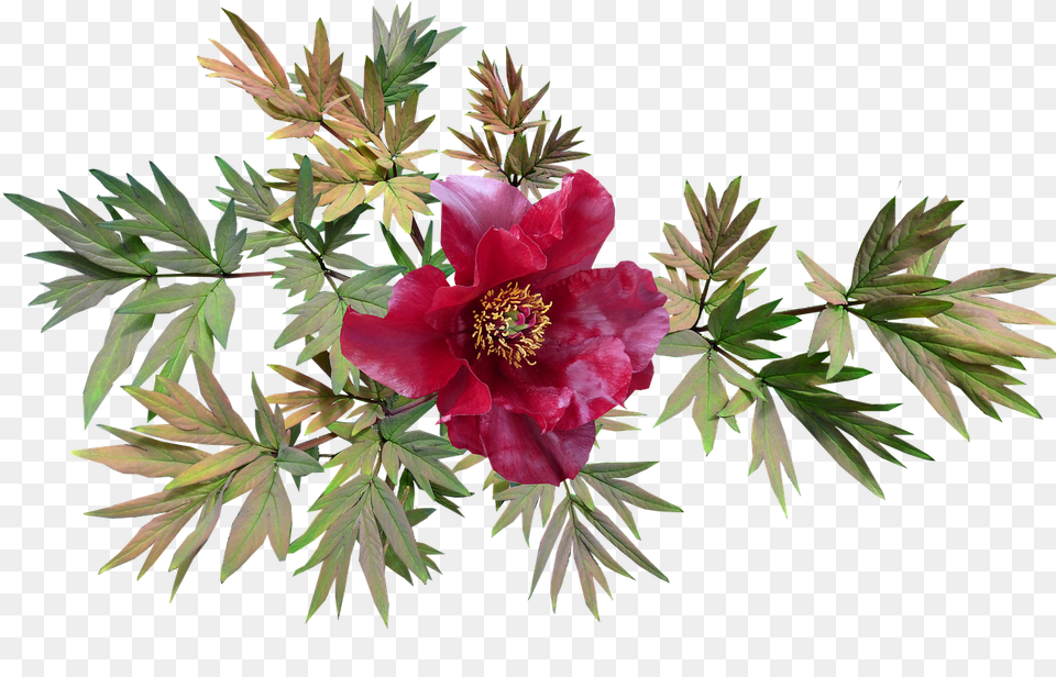 Peony Red Flower Free Picture Horse And Flowers, Plant, Pollen, Rose, Leaf Png