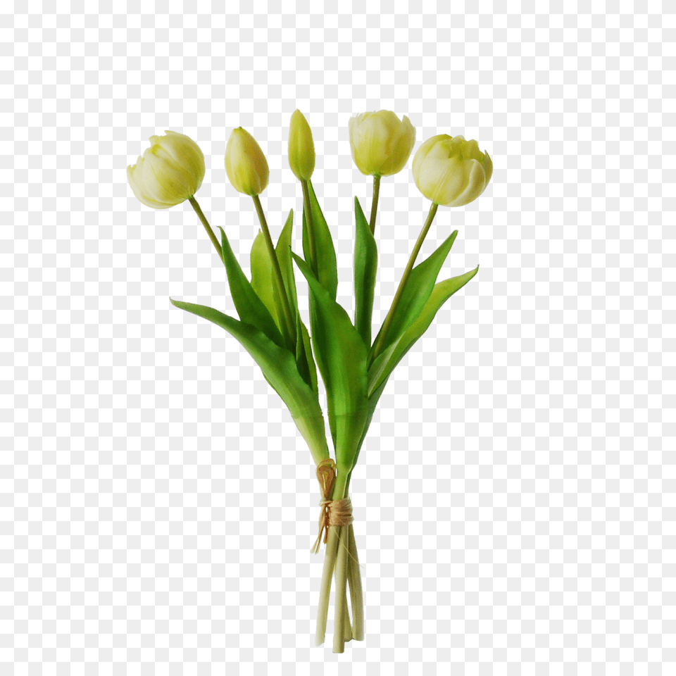 Peony Tulips In A Bundle Of With A Bud Cm White, Flower, Flower Arrangement, Plant, Flower Bouquet Png Image