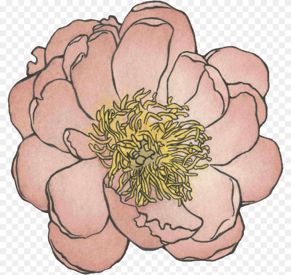 Peony Watercolor And Ink Download Common Zinnia, Dahlia, Flower, Petal, Plant Png Image