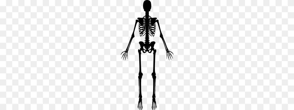Peopl Skeleton, Gray Png