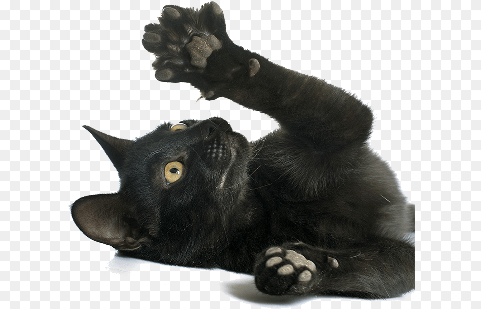 People Often Believe That Declawing Their Cat Is A Normal Black Cat Paws, Hardware, Electronics, Mammal, Animal Png