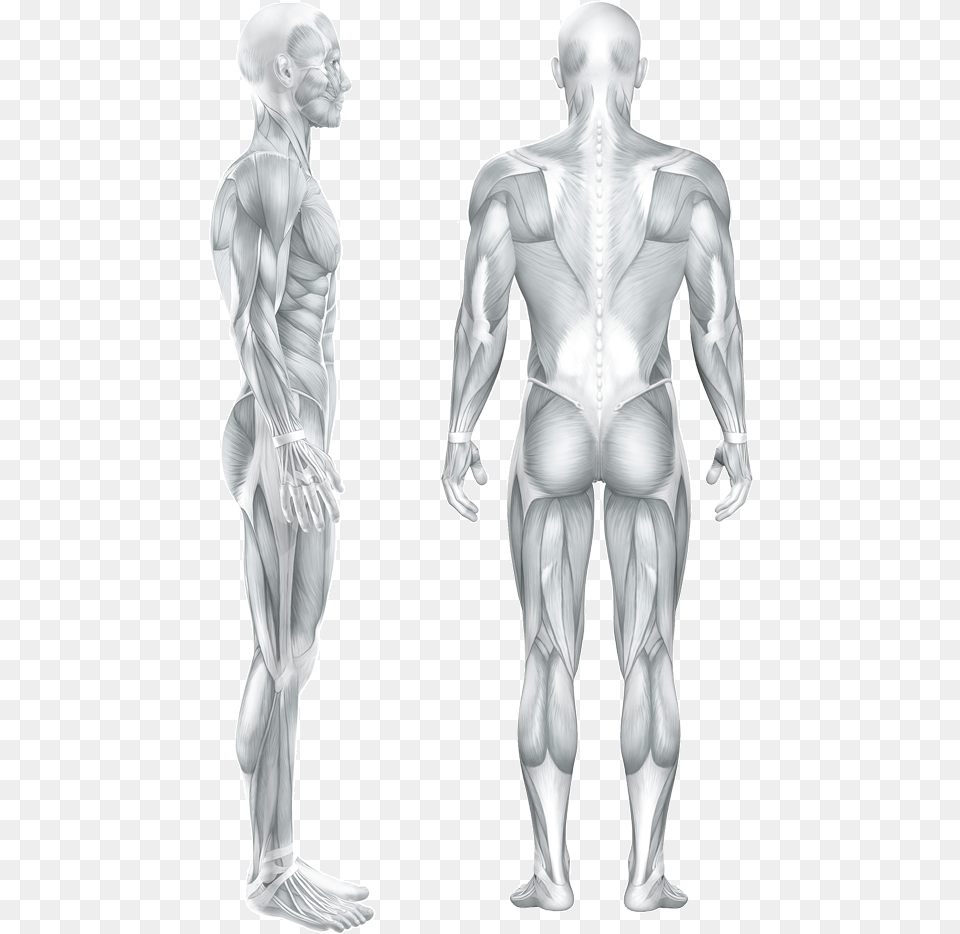 People Standing Back, Adult, Male, Man, Person Free Png Download