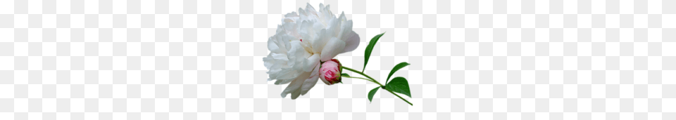 People Thousands Of Images With Transparent Backgrounds, Flower, Plant, Rose, Peony Png