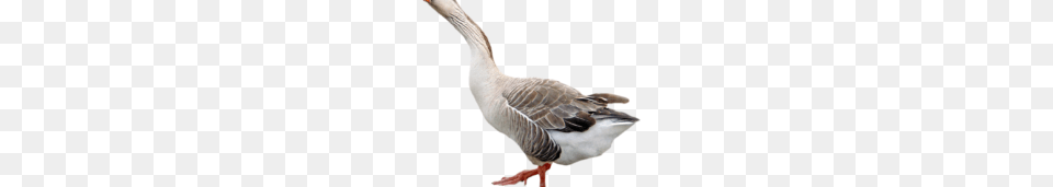 People Vector Clipart, Animal, Bird, Goose, Waterfowl Png Image