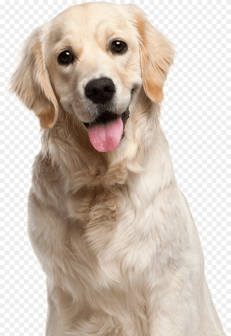People Walking Dog Home Transparent Dog Golden Retriever 10 Months Old, Animal, Canine, Golden Retriever, Mammal Free Png