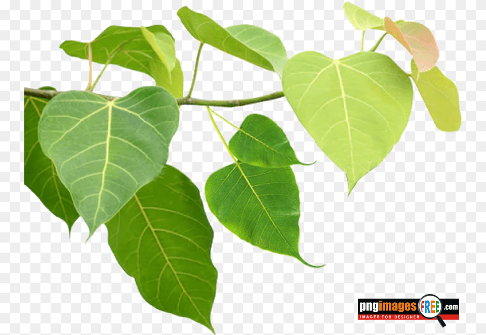 Pepal Tree Images Pngimagesfreecom Bo Leaf, Plant, Flower Png