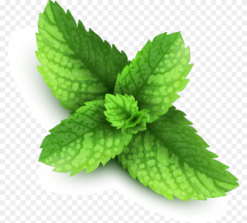 Pepermint Image Peppermint, Herbs, Mint, Plant Png