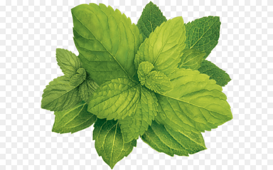 Pepermint Images Transparent Tobacco Plant, Herbs, Leaf, Mint Free Png Download