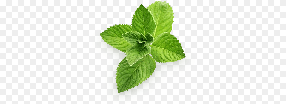 Pepermint Mint, Herbs, Plant, Herbal, Leaf Png