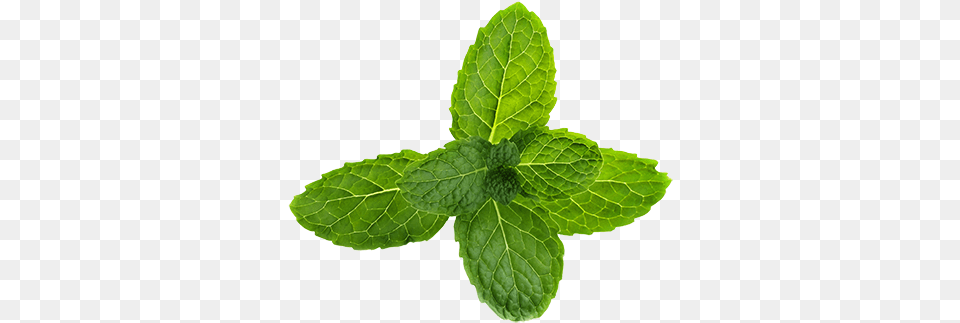 Pepermint Mint Flower, Herbs, Plant, Leaf Free Transparent Png
