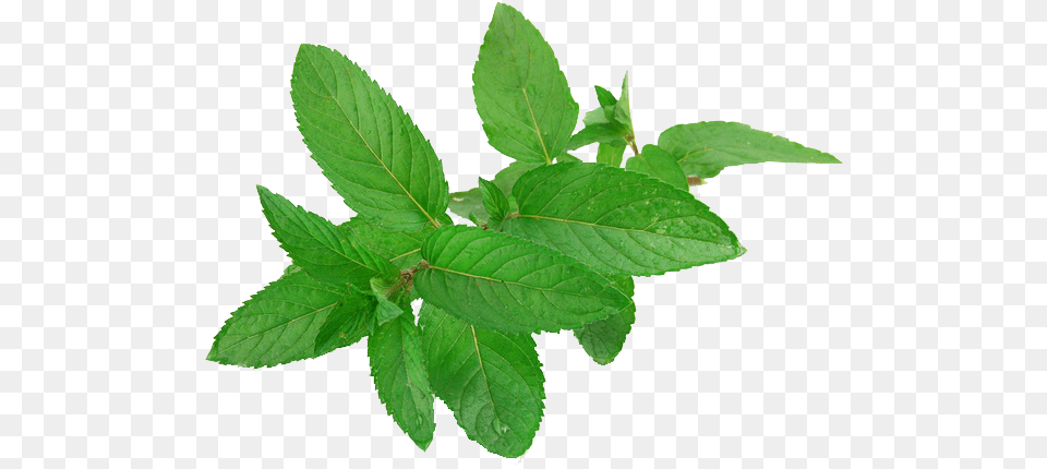Pepermint Mint Leaves, Herbs, Leaf, Plant, Herbal Png Image