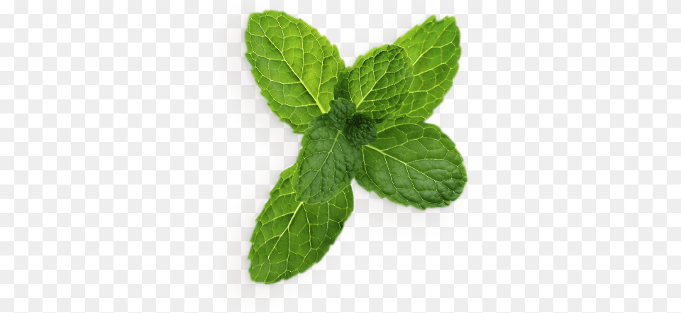 Pepermint Transparent Background Mint Leaves Mint Leaf, Herbs, Plant Free Png