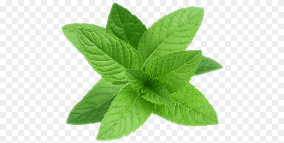 Pepermint Transparent Mint, Herbs, Leaf, Plant, Herbal Png