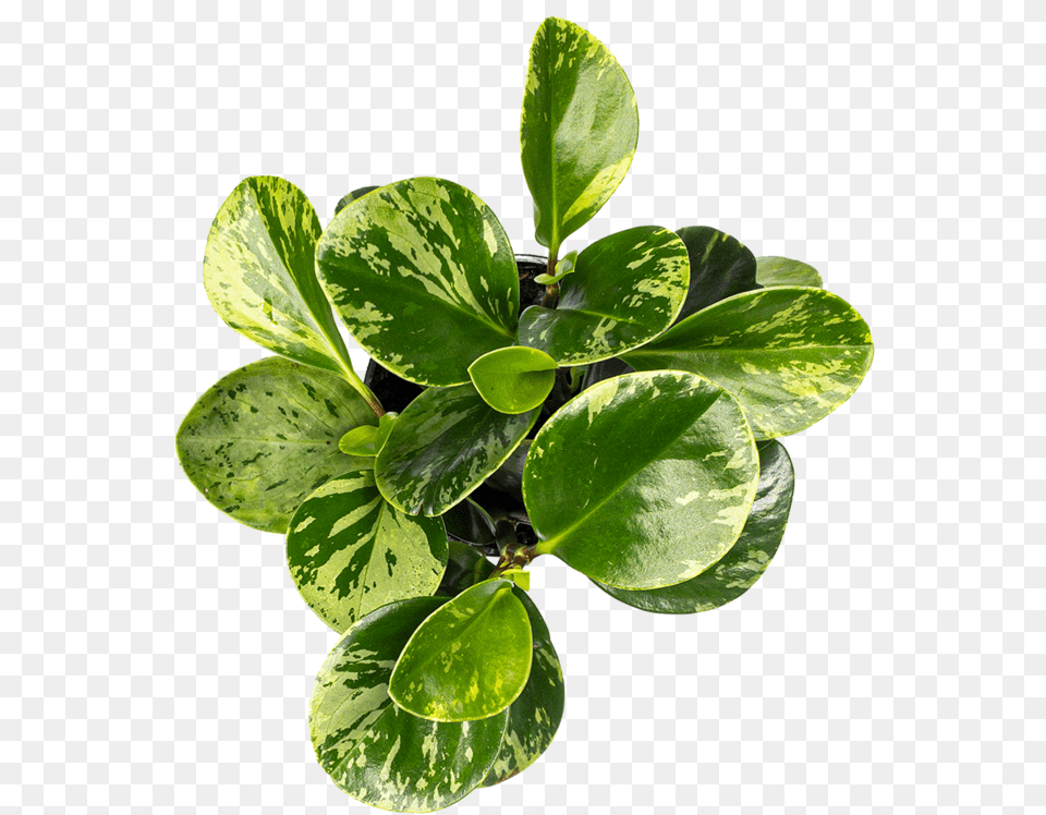 Peperomia Care Plant From Above, Leaf, Flower Free Png Download