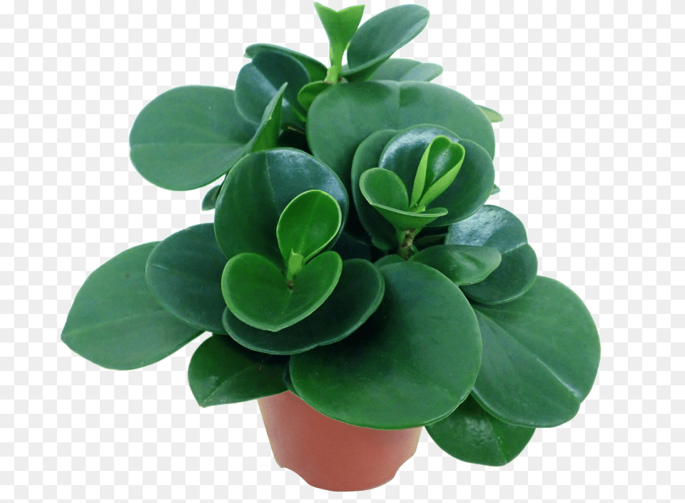 Peperomia Green Flowerpot, Flower, Leaf, Plant, Potted Plant Free Png Download