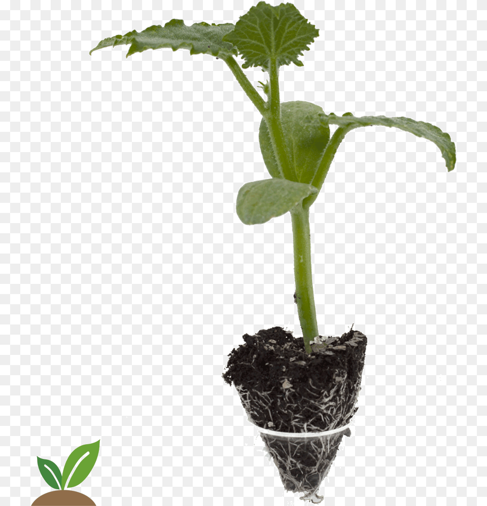 Pepino Edona Cepellon Grande Planta Del Pepino, Leaf, Plant, Soil, Sprout Free Png Download