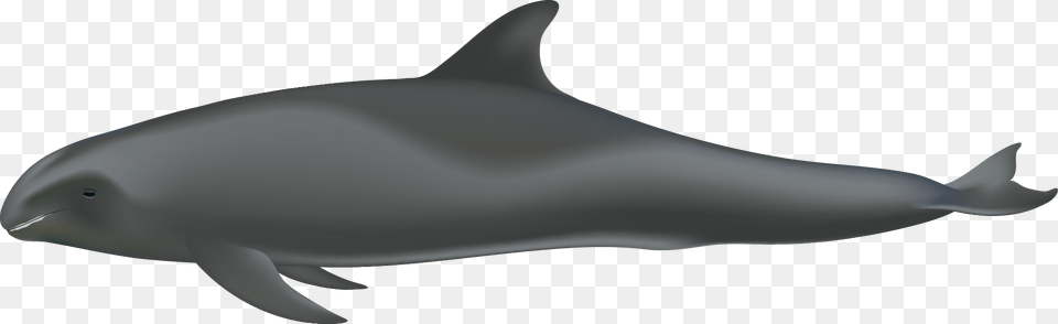 Peponocephala Electra Melon Headed Whale, Animal, Dolphin, Mammal, Sea Life Png