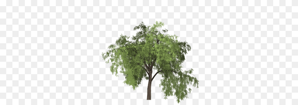 Pepper Plant, Vegetation, Tree, Oak Png Image