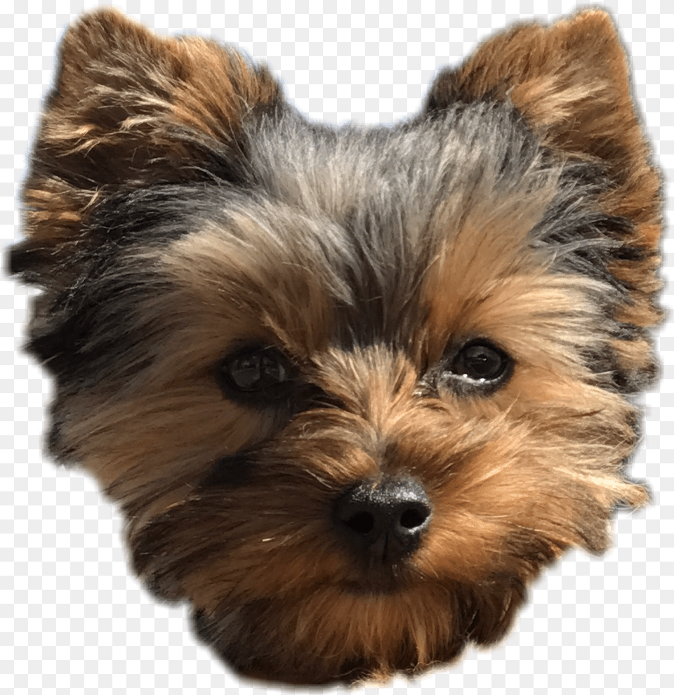 Pepper Dog Cute Puppy Yorkie Perro Freetoedit, Animal, Canine, Mammal, Pet Free Png Download