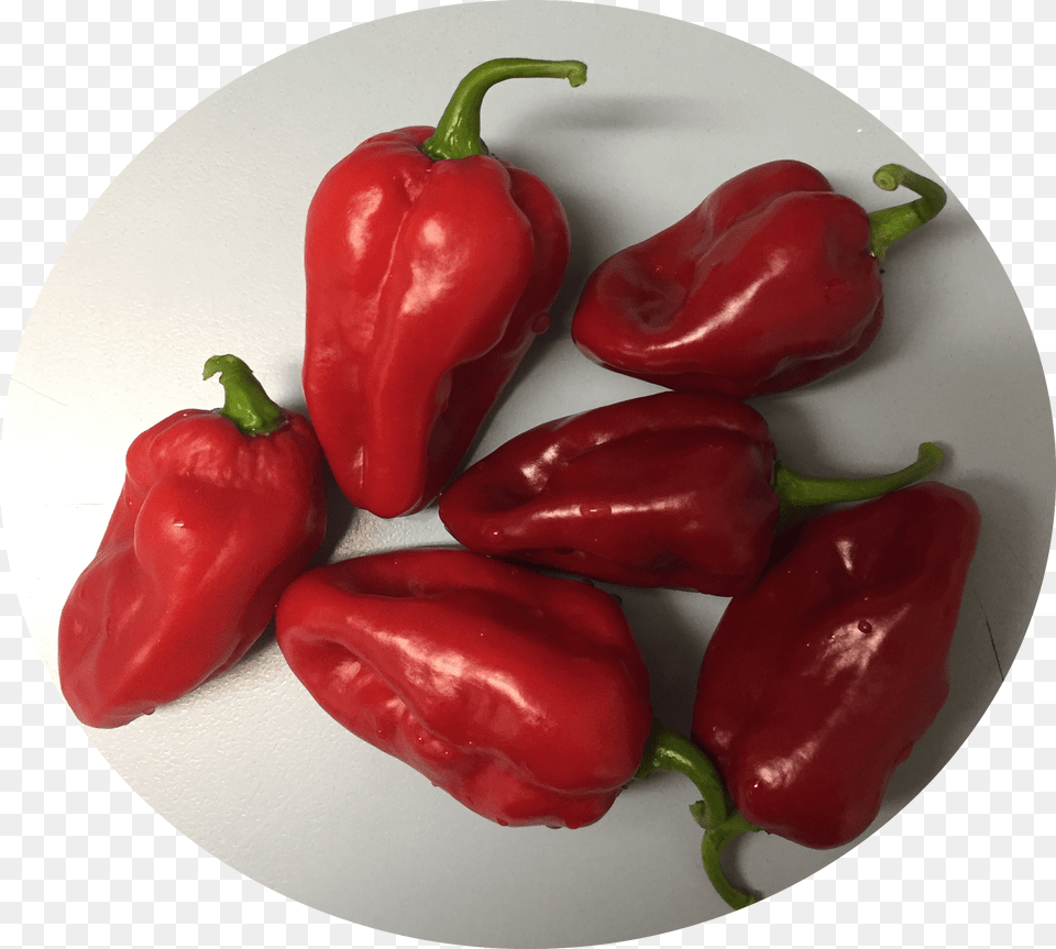 Pepper Habanero Roulette Capsicum Perpper, Bell Pepper, Food, Plant, Produce Png