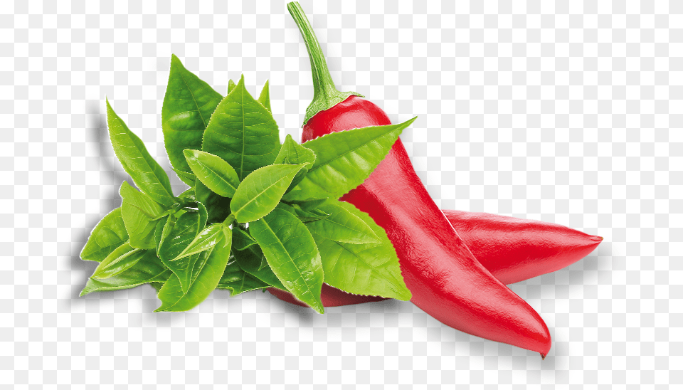 Pepper Plant, Food, Produce, Vegetable, Bell Pepper Free Png