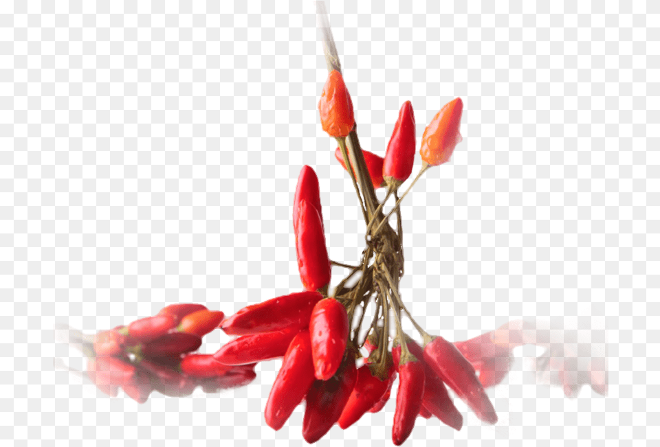 Pepper Plant, Flower, Food, Produce, Vegetable Png Image